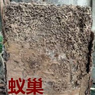 別墅墻體挖出超大白蟻巢！！！